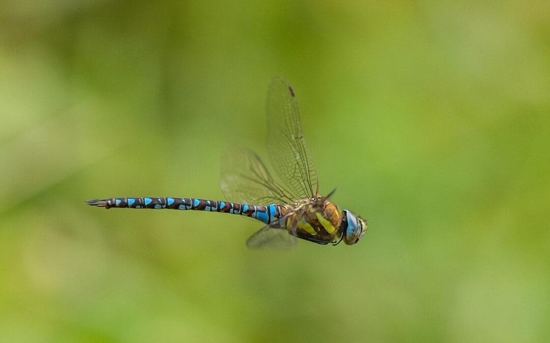 Alchemy of the Inner World Oct – Dec 2025